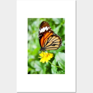 Feeding Butterfly Posters and Art